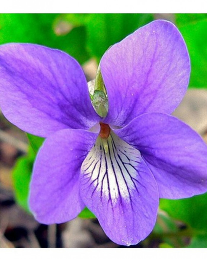 Buffet Violette