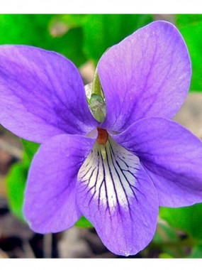 Buffet Violette